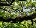 El VII Encuentro Mexicano de Orquideología busca no solo difundir los avances científicos sobre las orquídeas mexicanas, sino también promover la investigación y la educación en torno a estas plantas.ESPECIAL