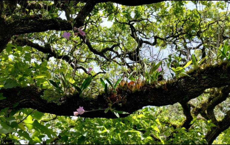 El VII Encuentro Mexicano de Orquideología busca no solo difundir los avances científicos sobre las orquídeas mexicanas, sino también promover la investigación y la educación en torno a estas plantas.ESPECIAL