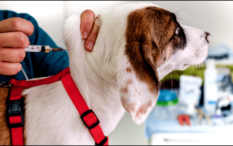 Alba Navas, Auxiliar Técnico de Veterinaria, presenta una guía sobre los cuidados fundamentales después de cada vacuna. CANVA