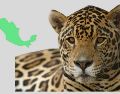 El jaguar fue bautizado como "Pacus" en honor al municipio de Pacula, donde fue encontrado. Pixabay y CANVA