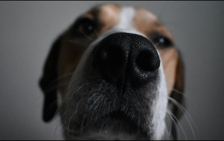 Este no ha sido el primer intento por utilizar tecnología de reconocimiento facial en mascotas. UNSPLASH / H. GIBBS