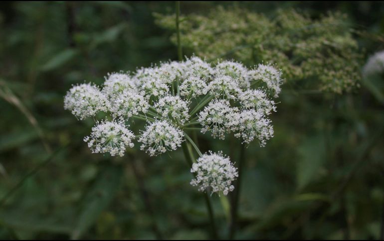 Esta planta pertenece a la misma familia de plantas que el perejil, el apio y las zanahorias. UNPLASH / K. DITTNER