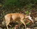 En “Senderos del Bosque” se podrá admirar la rica biodiversidad que habita en La Primavera. CORTESÍA