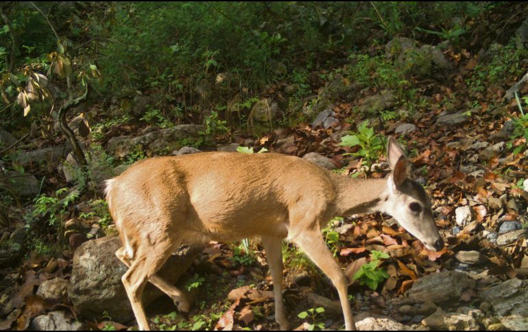 En “Senderos del Bosque” se podrá admirar la rica biodiversidad que habita en La Primavera. CORTESÍA