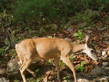 En “Senderos del Bosque” se podrá admirar la rica biodiversidad que habita en La Primavera. CORTESÍA