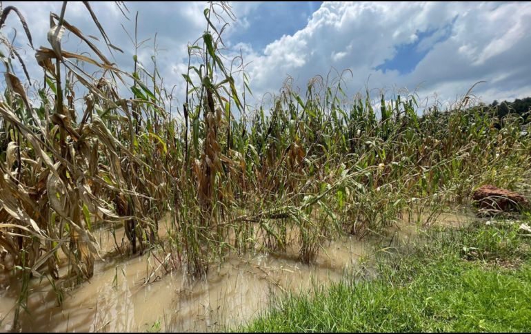 Productores informaron que un total de 55 ejidatarios y más de 160 posesionarios, quienes esperaban cosechar al menos 5 toneladas de maíz por hectárea, han visto frustradas sus expectativas. SUN / M. Sánchez