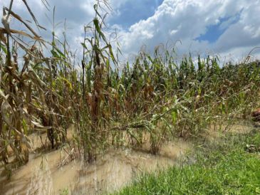 Productores informaron que un total de 55 ejidatarios y más de 160 posesionarios, quienes esperaban cosechar al menos 5 toneladas de maíz por hectárea, han visto frustradas sus expectativas. SUN / M. Sánchez