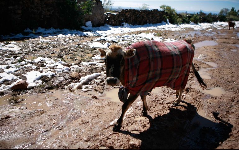 En todos estos municipios no se registran nevadas, sin embargo, aunque han ocurrido, lo más probable es que lleguen a presentarse heladas. EL INFORMADOR / ARCHIVO