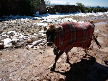 En todos estos municipios no se registran nevadas, sin embargo, aunque han ocurrido, lo más probable es que lleguen a presentarse heladas. EL INFORMADOR / ARCHIVO