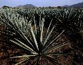 Tequila, uno de los Pueblos Mágicos más bonitos, ofrece amplia variedad de hoteles, restaurantes, y campos de agave para capturar fotos. AFP / ARCHIVO