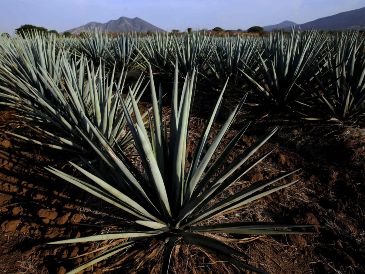 Tequila, uno de los Pueblos Mágicos más bonitos, ofrece amplia variedad de hoteles, restaurantes, y campos de agave para capturar fotos. AFP / ARCHIVO