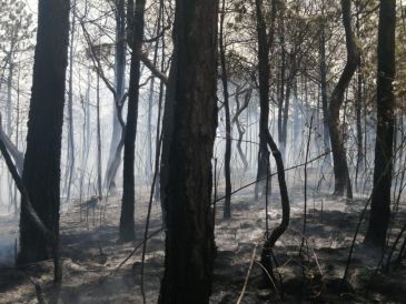 El tiempo de recuperación del ecosistema dañado es de aproximadamente un año. ESPECIAL / Fiscalía de Jalisco