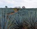 Recientemente se dio a conocer que productores estadounidenses sembraron la planta con la que se produce el tequila y el mezcal ante la sequía y el calor extremo de California. ESPECIAL