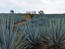 Recientemente se dio a conocer que productores estadounidenses sembraron la planta con la que se produce el tequila y el mezcal ante la sequía y el calor extremo de California. ESPECIAL