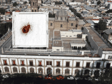 Las chinches pueden trasladarse fácilmente a través de artículos como ropa, equipaje, muebles, cajas y ropa de cama. ESPECIAL