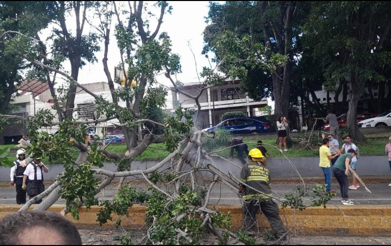 Algunos ciudadanos ayudaron a mover las ramas del ejemplar mientras que los brigadistas retiraron el árbol. ESPECIAL