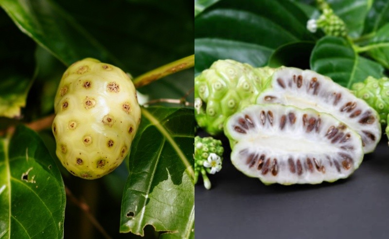 Planta noni. ESPECIAL / PEXELS