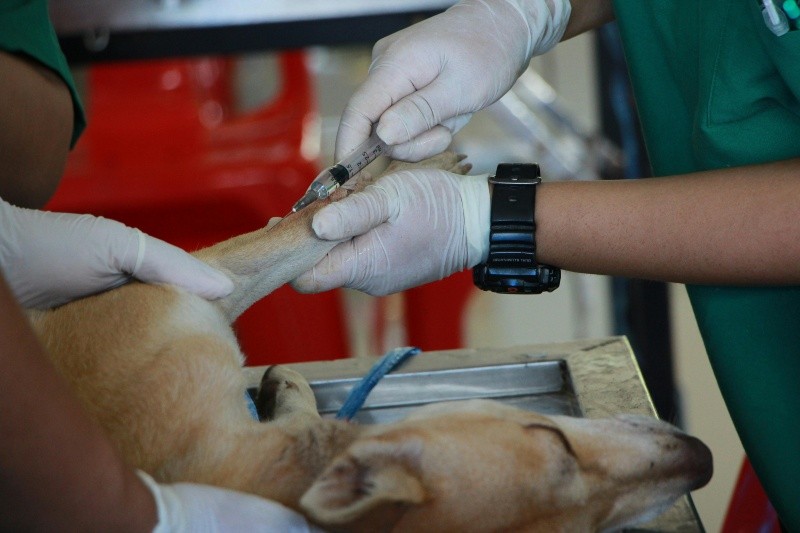 Si tu perro presenta heridas visibles o molestias fisiológicas que no puede provocar por sí mismo,  necesita ser revisado por un veterinario.  PEXELS/Pranidchakan Boonrom