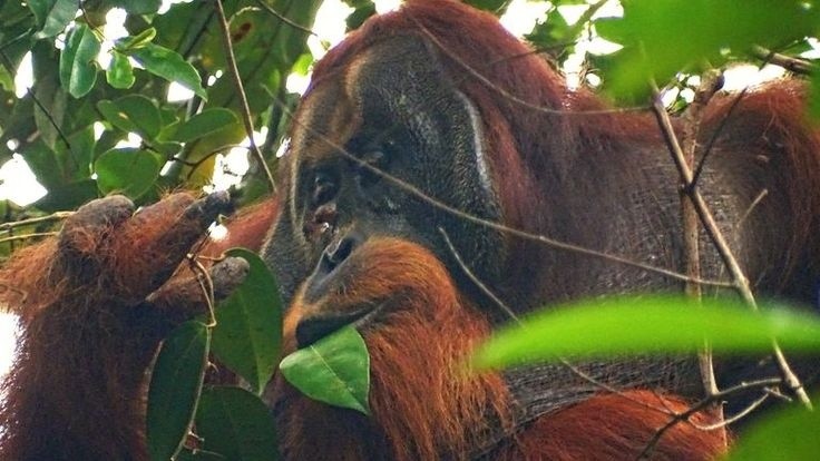 La planta Akar Kuning es una enredadera que fue muy usada por un orangután macho para tratarse una herida que tenía en su rostro. PINTEREST/ US 99 News