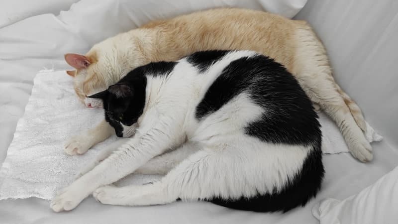 Generalmente, los gatos mestizos tienden a tener una buena salud debido a la diversidad genética.  ESPECIAL / Gatos.plus 